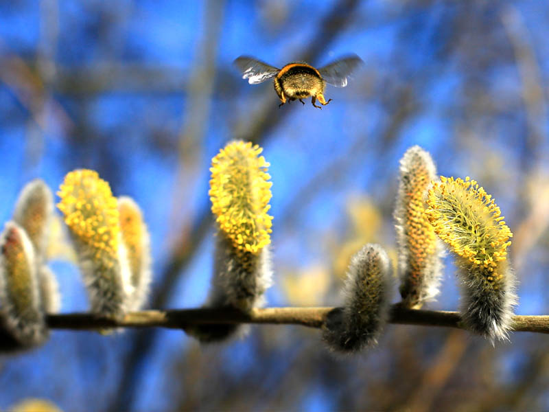 A bee flying over blooming willow catkins