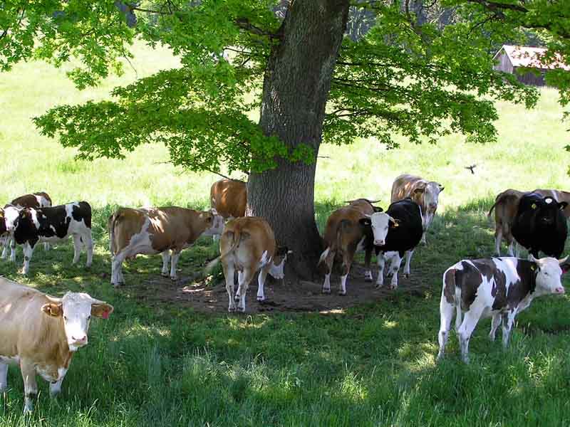 Cows beneath a tree