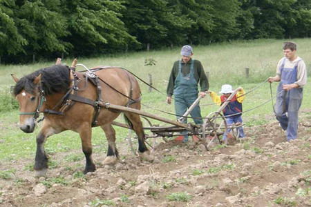 Farmers ploughing a field with the help of a horse and a plough