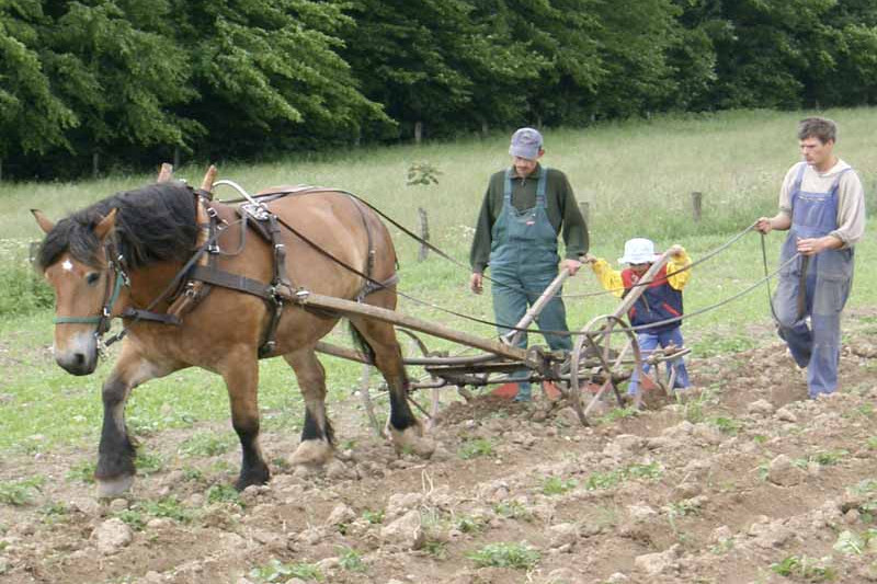Farmers ploughing a field with the help of a horse and a plough