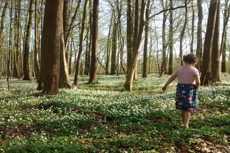 A child walks between white flowers within a sunny wood 