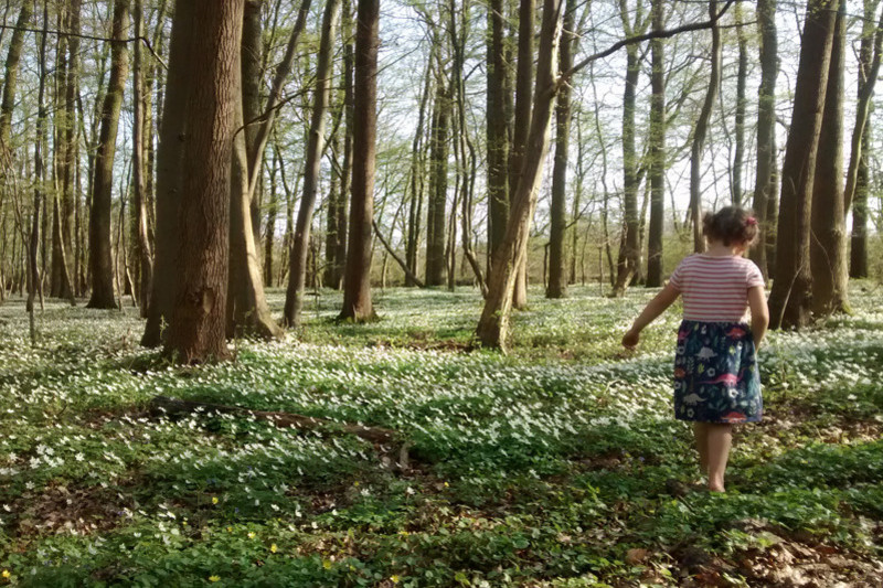 A child walks between white flowers within a sunny wood