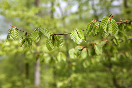 Native beech forest