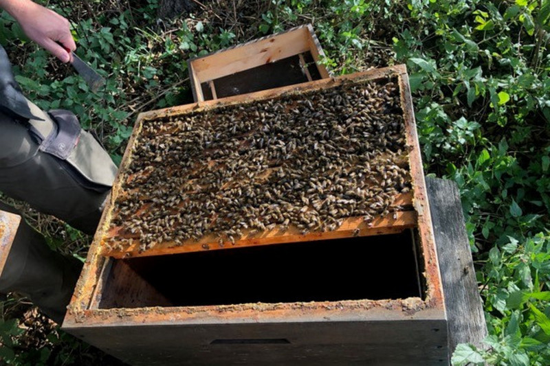Bienenvolk auf dem Absperrgitter