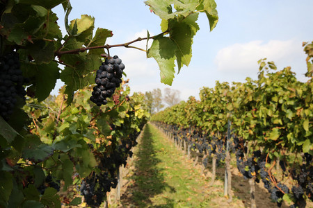 Bild aus den Weinbergen