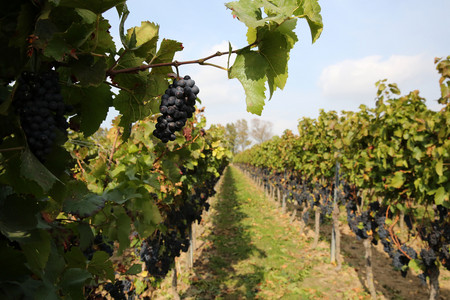 Picture from the vineyards