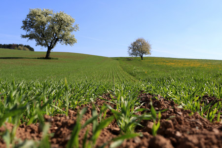 Vitaler Acker mit grünem Gras und Bäumen