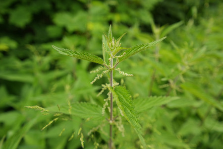 Medicinal herb of the year 2022: the nettle