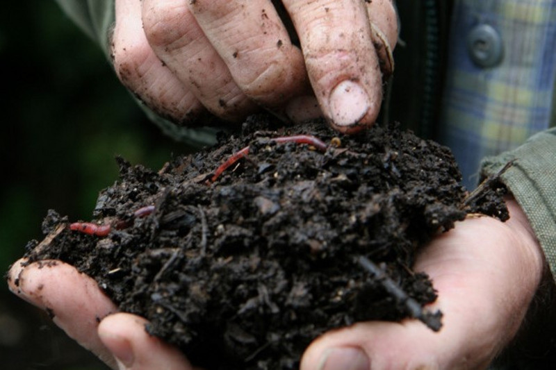 A handful of compost