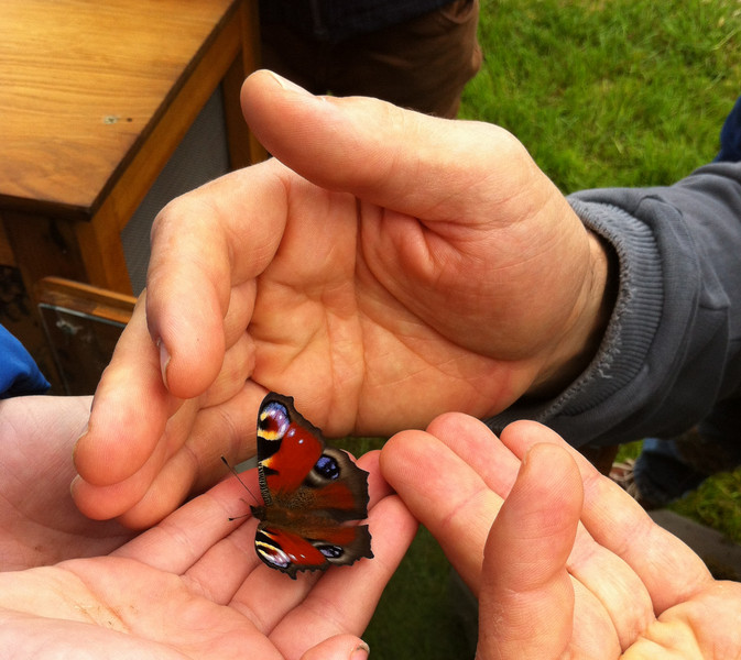 Drei geöffnete Hände mit einem Schmetterling darauf