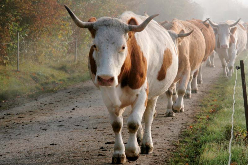 Eine Kuhherde mit langen Hörnern läuft durch den Neben einen Weg entlang auf die Kamera zu
