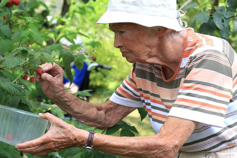 Eine alte Frau mit Hut pflückt Himbeeren im Garten