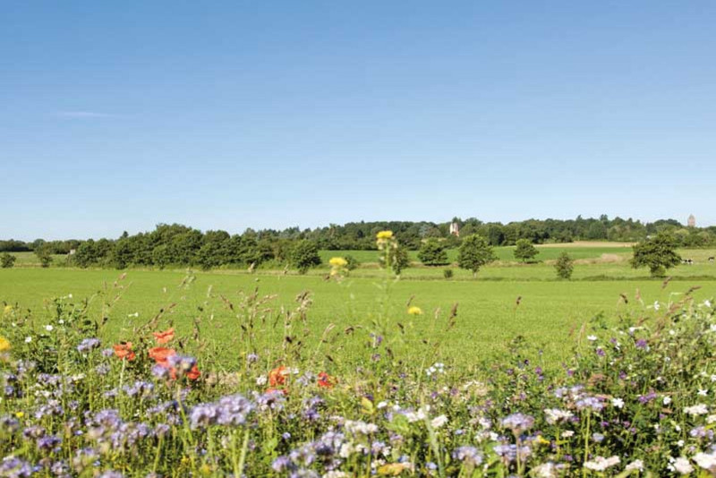 Eine sonnige Wiese mit bunten Feldblumen im Vordergrund und Bäumen im Hintergrund