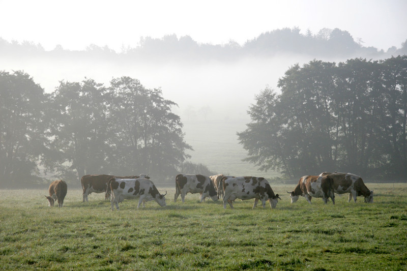 Herd of cows in the fog