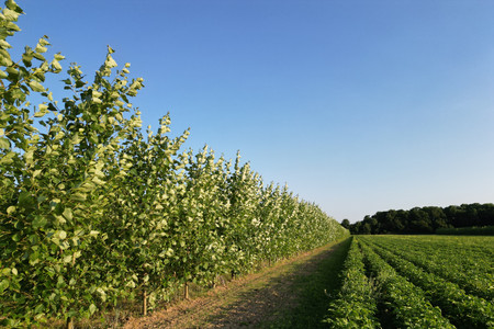 Row of trees at the edge of the field