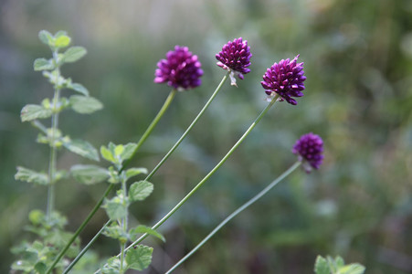 Fowering chive