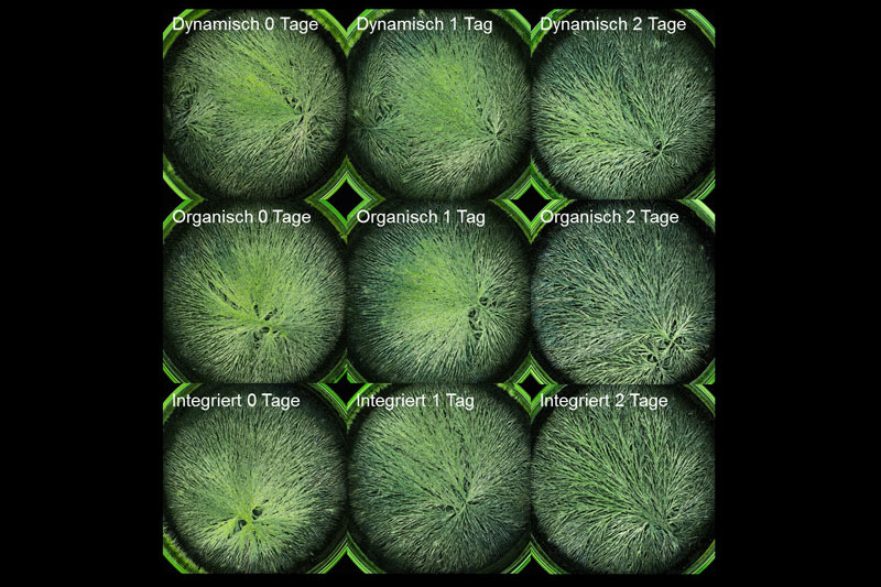 Cultivation methods in comparison seen through a microscope