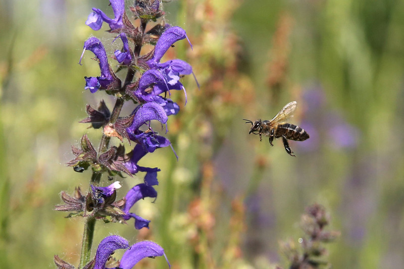 Biene im Anflug auf Blüte