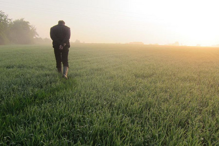 Ein Landwirt in Gummistiefeln und auf dem Rücken verschränkten Händen läuft in der frühen Morgensonne über ein Feld, umgeben von Nebel