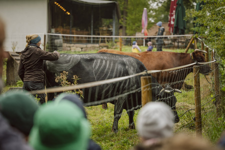 Foto: Unterricht an der Kuh