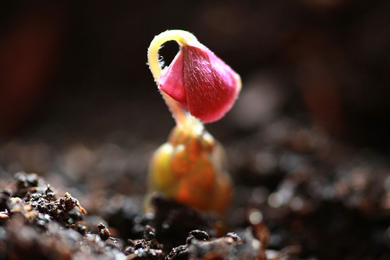 Germinating plant