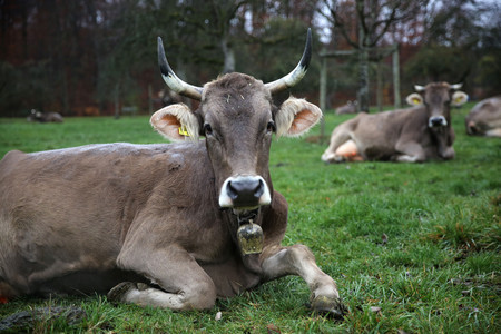 Horntragende Kühe auf dem Feld