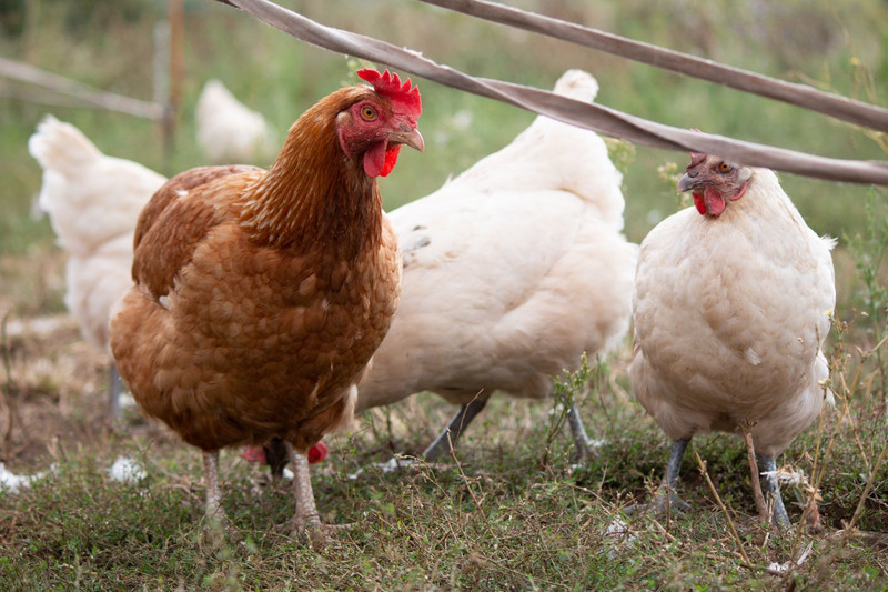  Brown rooster and light hens