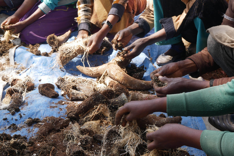 Diligent hands: Preparation of horn manure