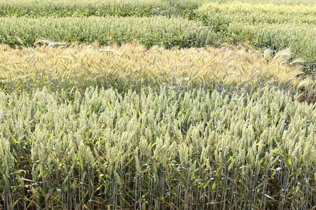 Grain field