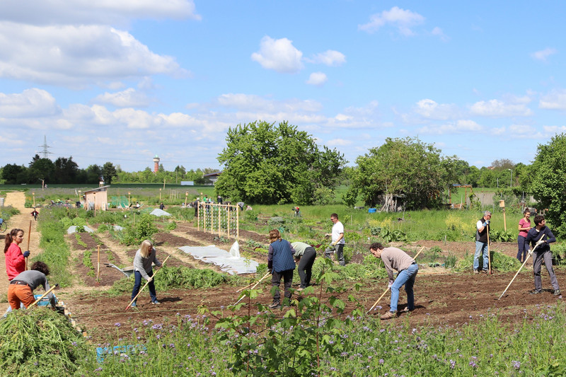 Micro-farmers on the potato field