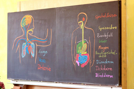 Blackboard picture from biology lessons