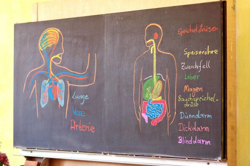 Tafelbild aus dem Biologie-Unterricht