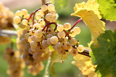 White grapes at grapevines