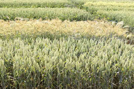 Verschiedene Getreidesorten auf einem Feld