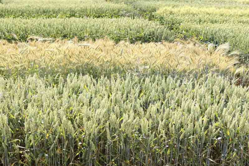 Different grains on a field