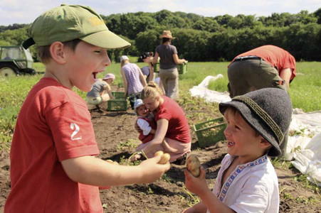 Children and adults at potato harvest