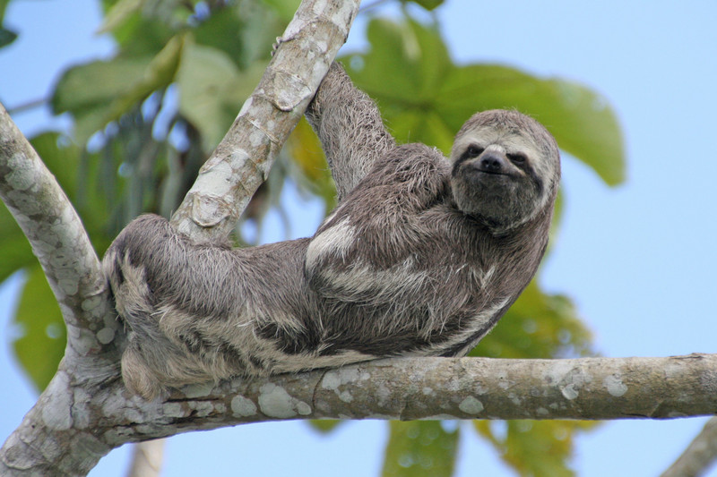 Sloth climbs in the tree