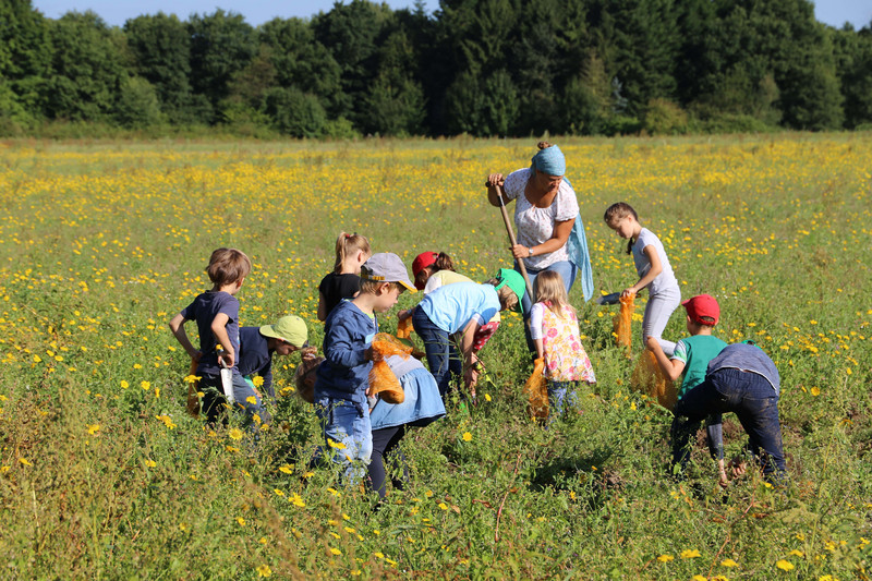 Kinder bei der Kartoffelernte