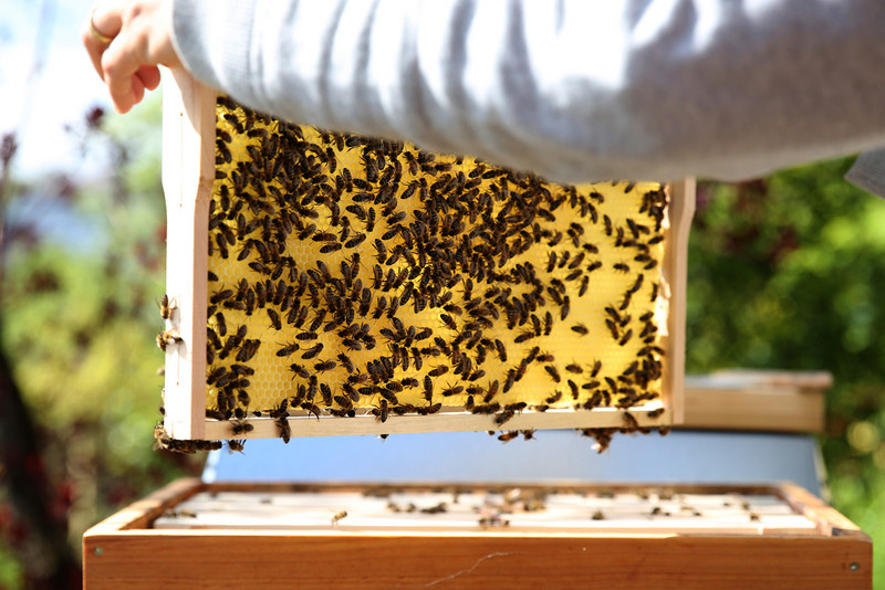 Bienenwabe