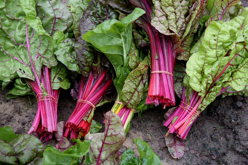 Freshly harvested Swiss chard