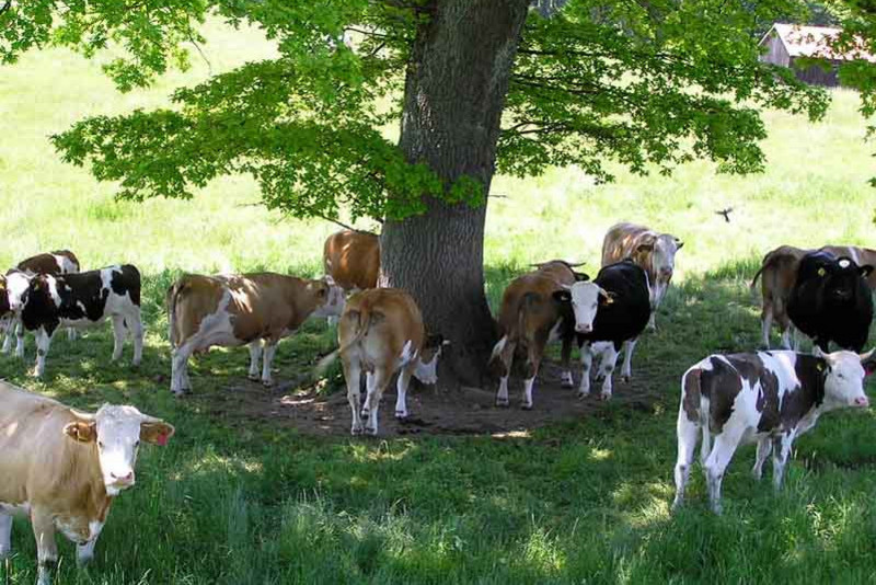 Cows beneath a tree
