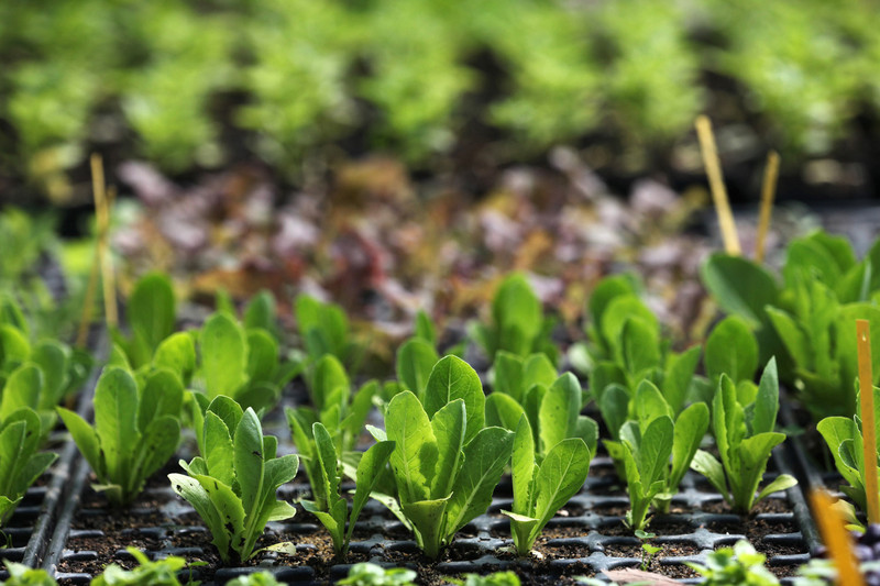  Young seedlings