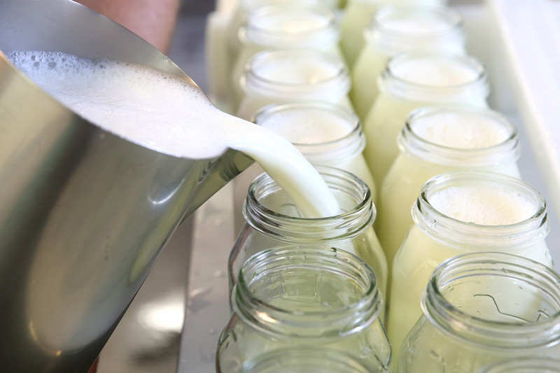 Milk is bottled in jars