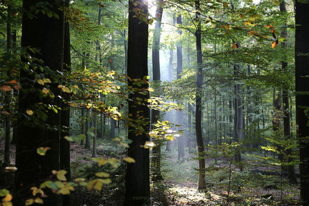 Bäume im Wald durch, die Licht fällt