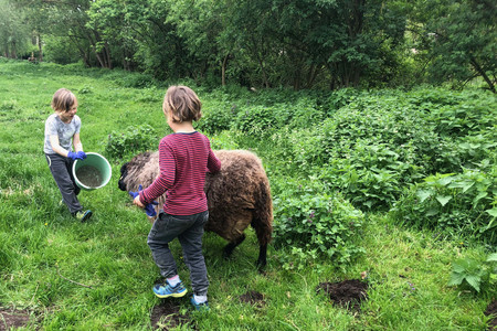Children feed sheep in the pasture