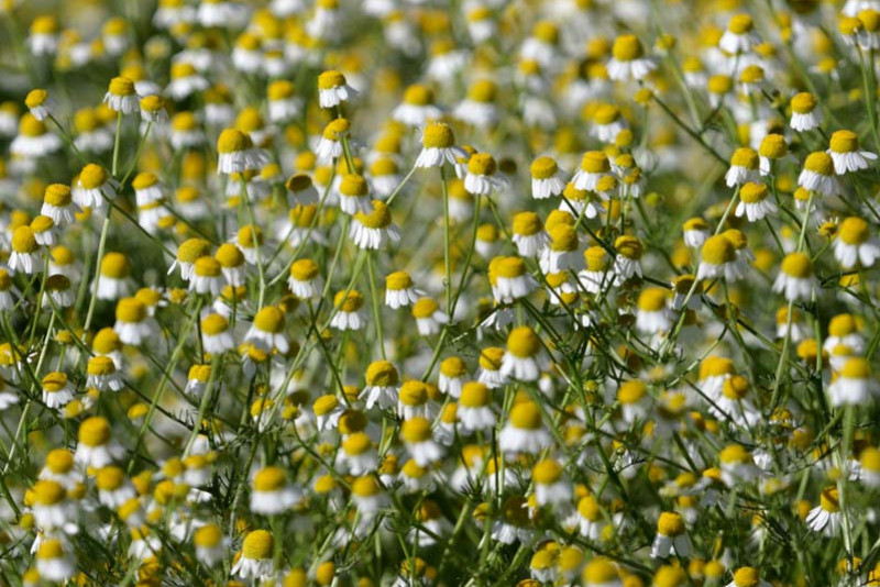 Chamomile blossoms