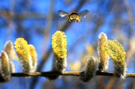 Eine Biene fliegt über blühenden Weidenkätzchen