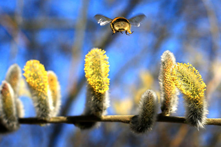 A bee flying over blooming willow catkins