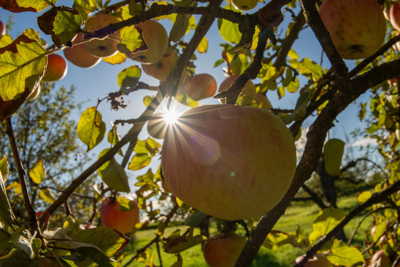 Sonne scheint durch den Apfelbaum
