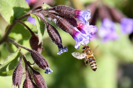 Biene bestäubt Blüte